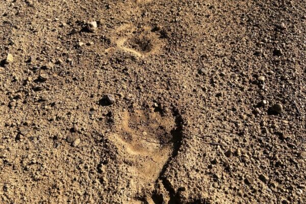 Bear Tracks