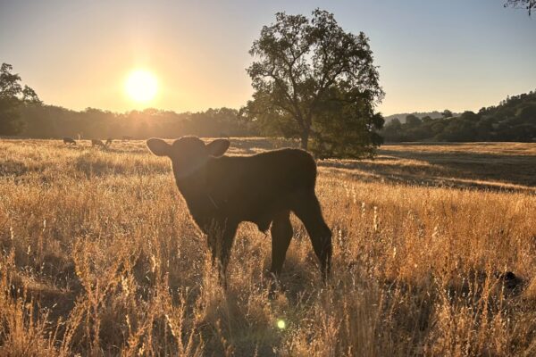 Calf in the Meadow