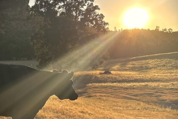 Cow-Cow