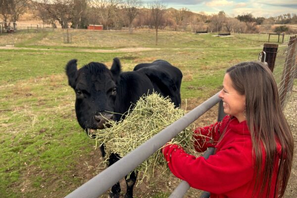 Cow-Cow(1)